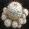 Mammillaria_bombycina